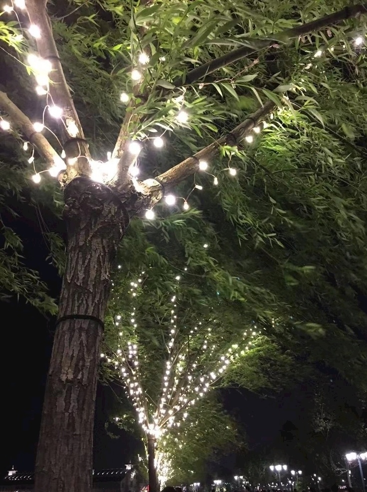 夜景树 夜景 树 灯光 街道 树干 旅游摄影 国内旅游