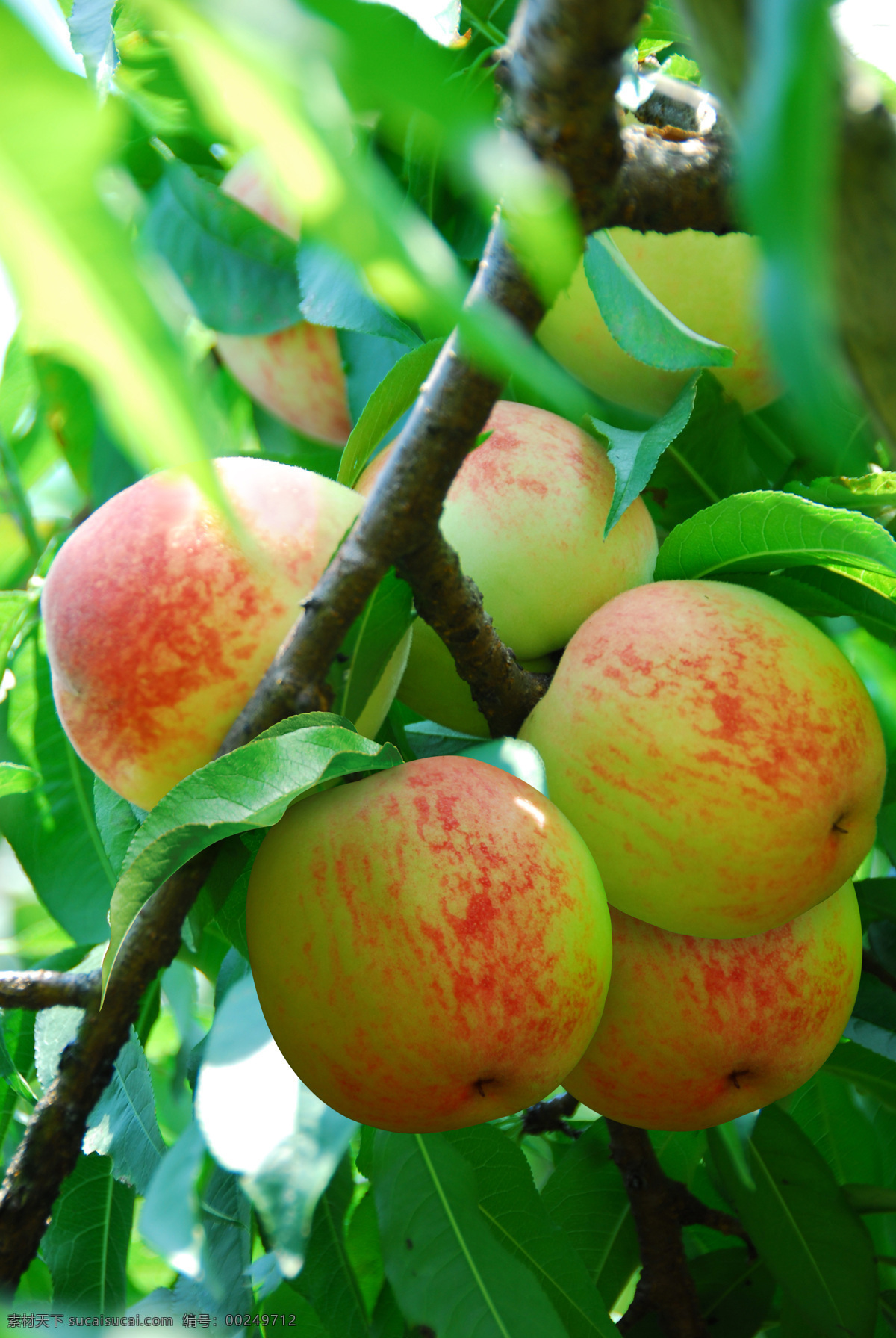 油桃 书上的油桃 桃子 带叶子的桃子 很多桃子 水果类 生物世界 水果