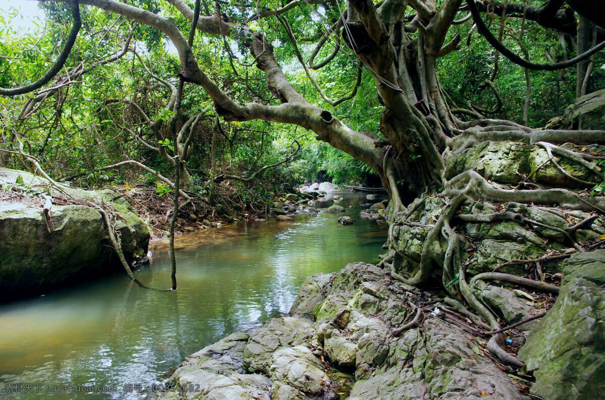 南澳风光 深圳 龙岗 南澳 杨梅坑 天然潭 河床 大树 树根 绿水 倒影 自然风景 自然景观