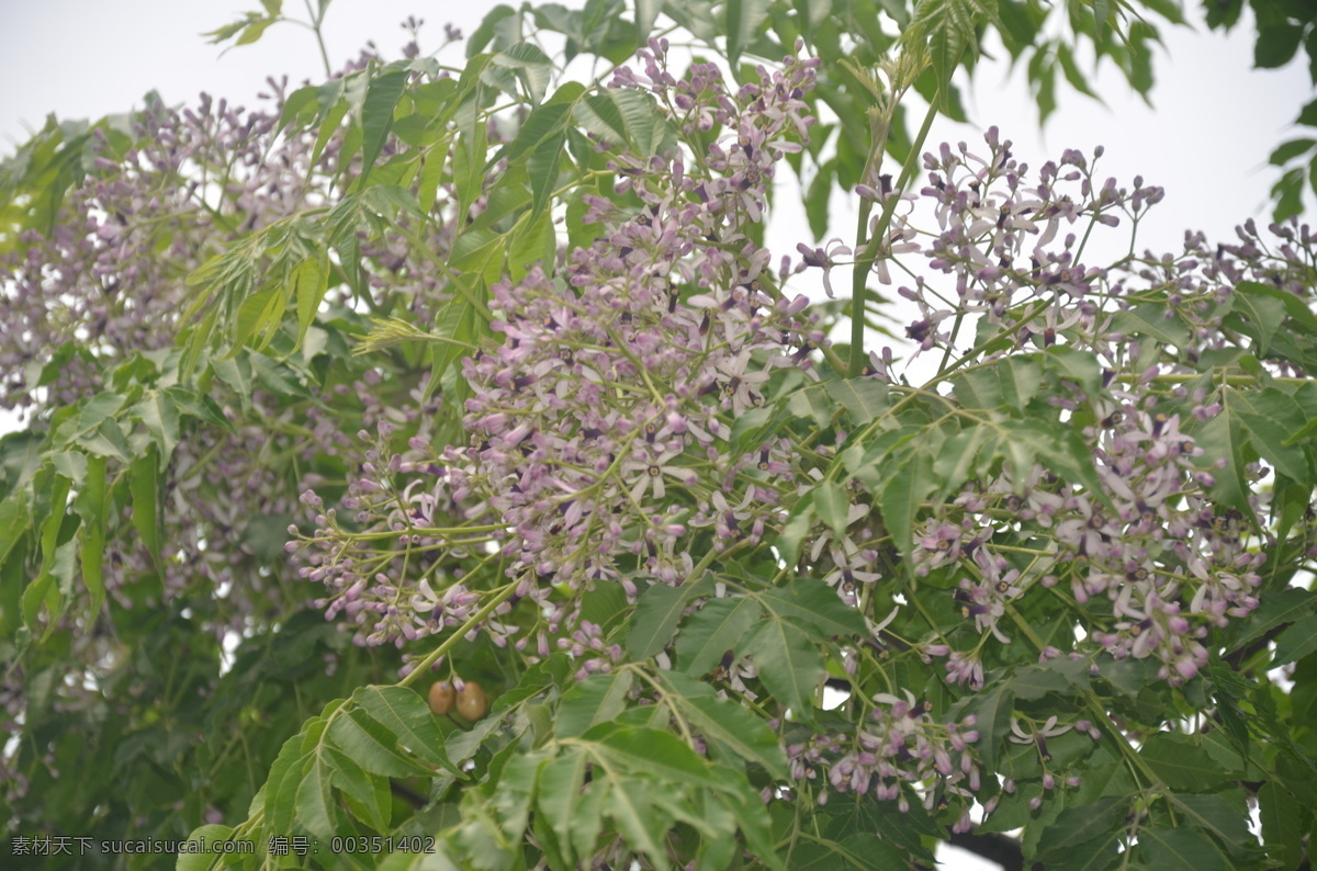 楝树花 花卉 楝 苦楝 楝枣子 圆锥花序 腋生 花紫色 或淡紫色 花卉系列 生物世界 花草