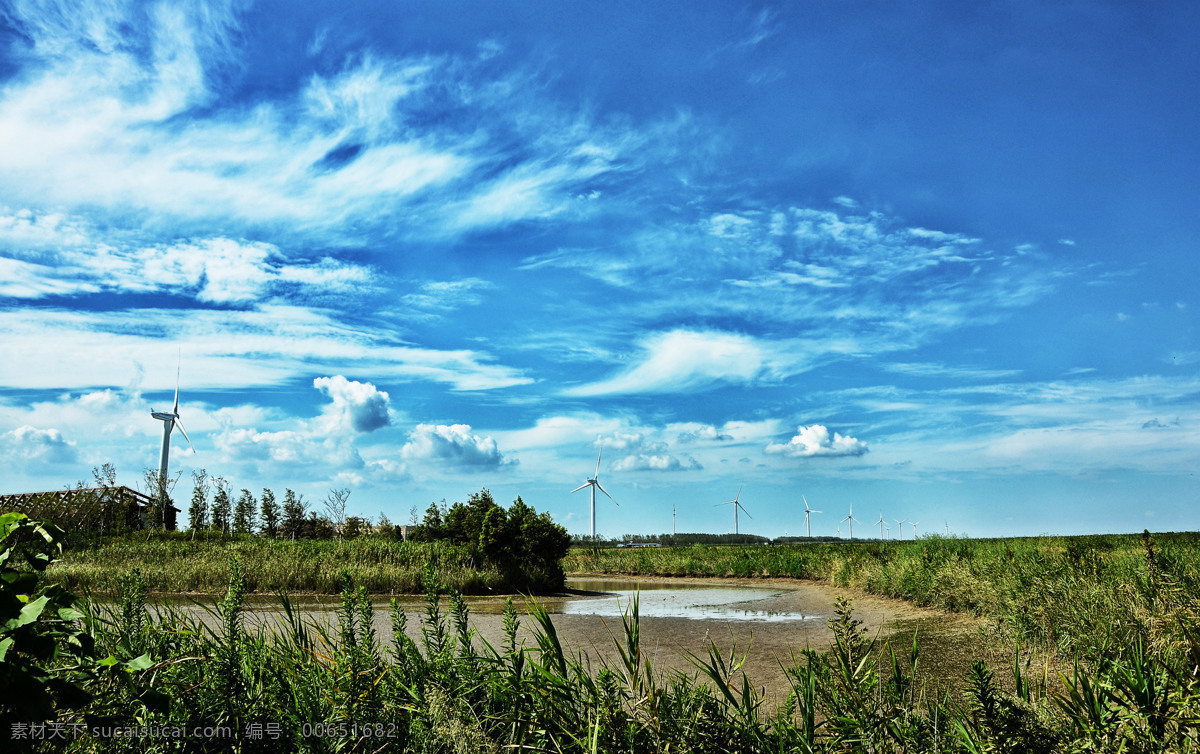 崇明湿地公园 崇明岛 湿地 湿地公园 候鸟栖息地 蓝天 白云 夏天 公园 田园风光 自然景观