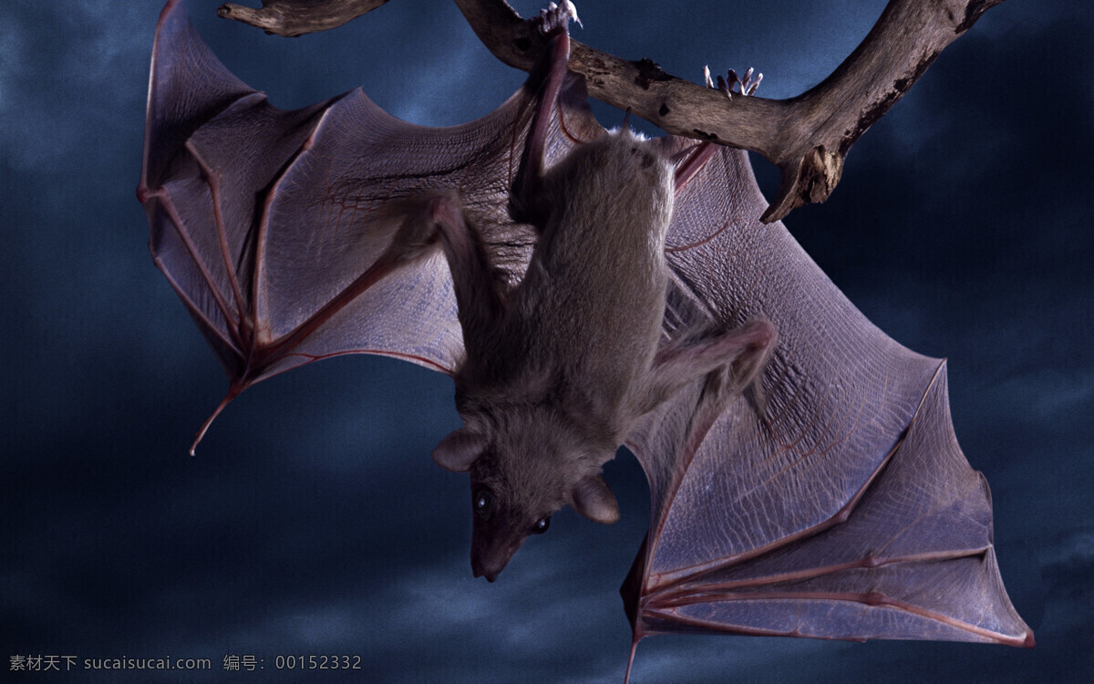 蝙蝠动物 陆地动物 生物世界 飞鸟 哺乳动物 万圣节 高清图片 夜晚 树枝 野生动物
