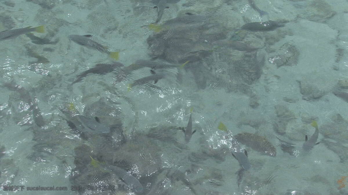塔希提 热带 鱼群 股票 录像 海洋 群 热带鱼 游泳 鱼 水下 水 水上生活 学校的鱼 视频 其他视频