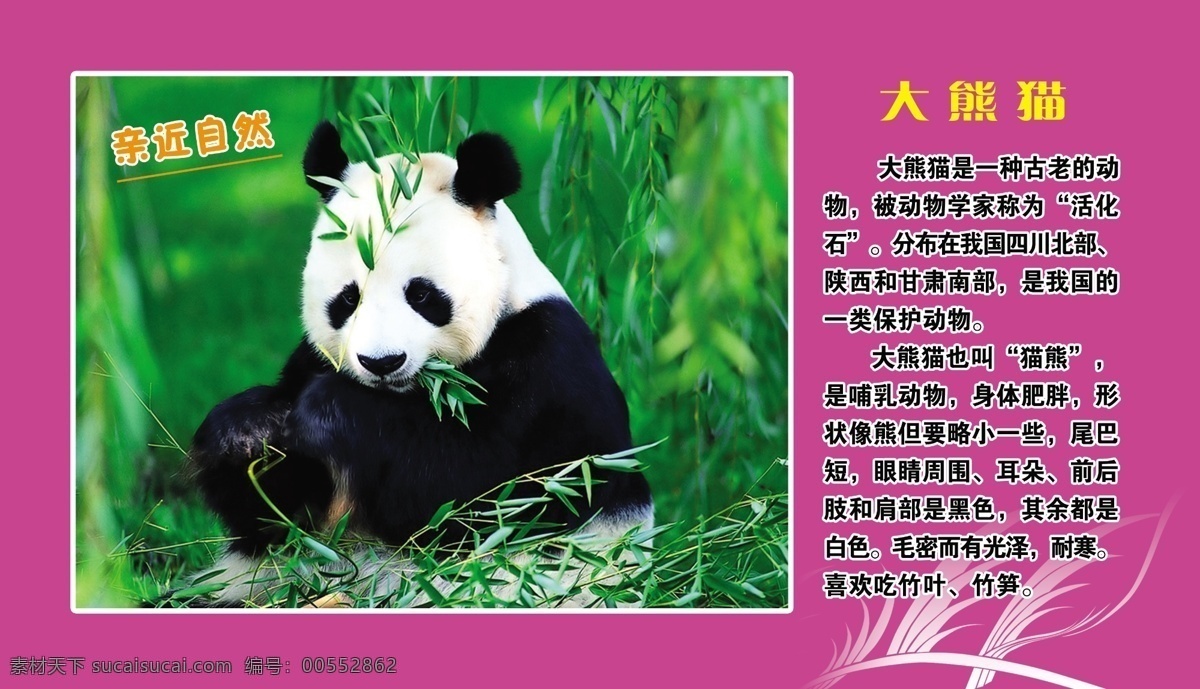 大熊猫 稀有动物 保护动物 爱护动物 大熊猫介绍 熊猫图片 野生 珍稀 动物 分层文件 分层 源文件