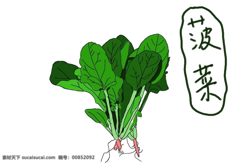 手绘菠菜图片 菠菜 青菜 手绘 简约 蔬菜 生物世界