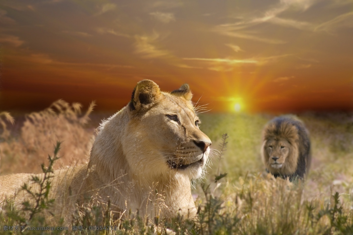 非洲 草原 上 狮子 雄狮 草原动物 黄昏夕阳 野生动物 动物世界 陆地动物 生物世界 棕色