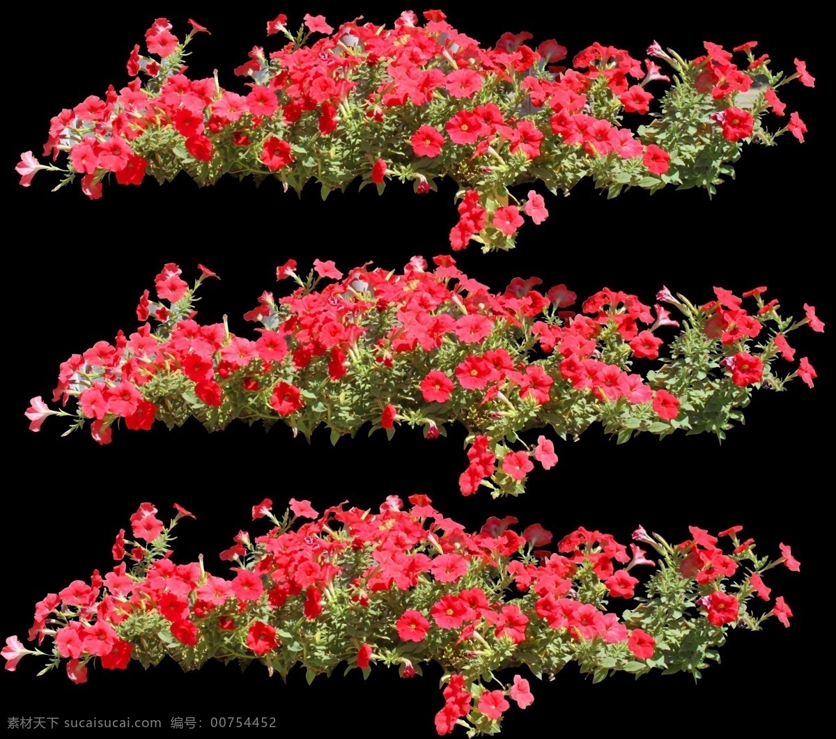 红花 墙 花 花朵 绿叶 叶