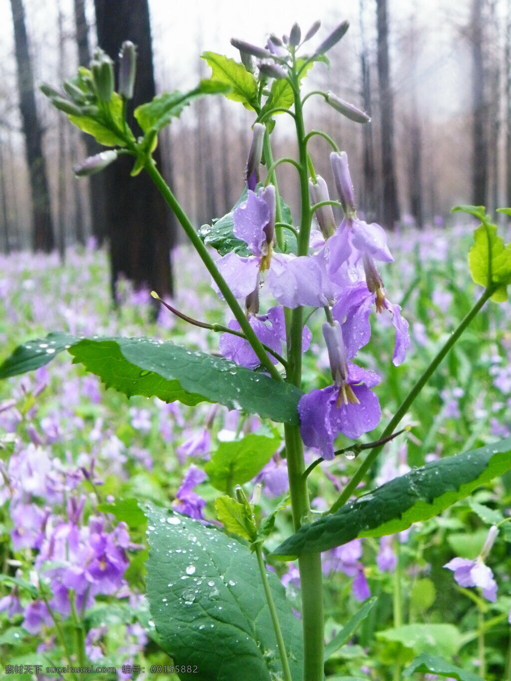 雨中二月兰 二月兰 诸葛菜 菜子花 紫金花 花草 生物世界