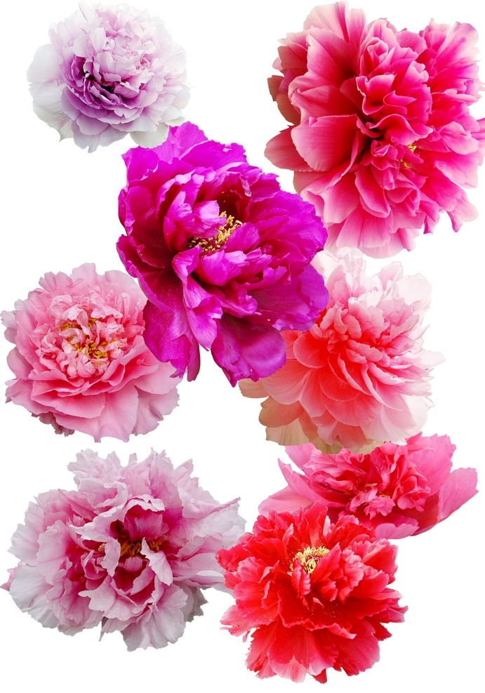 牡丹鲜花抠图 牡丹花 盛放的牡丹 牡丹组图 花朵 开放 花瓣鲜花