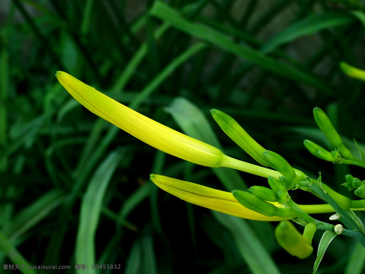 黄花菜 黄花 花蕾 叶 地方特产 干菜 农家菜 金针菜 生物世界 蔬菜 摄影图库 花卉 花草