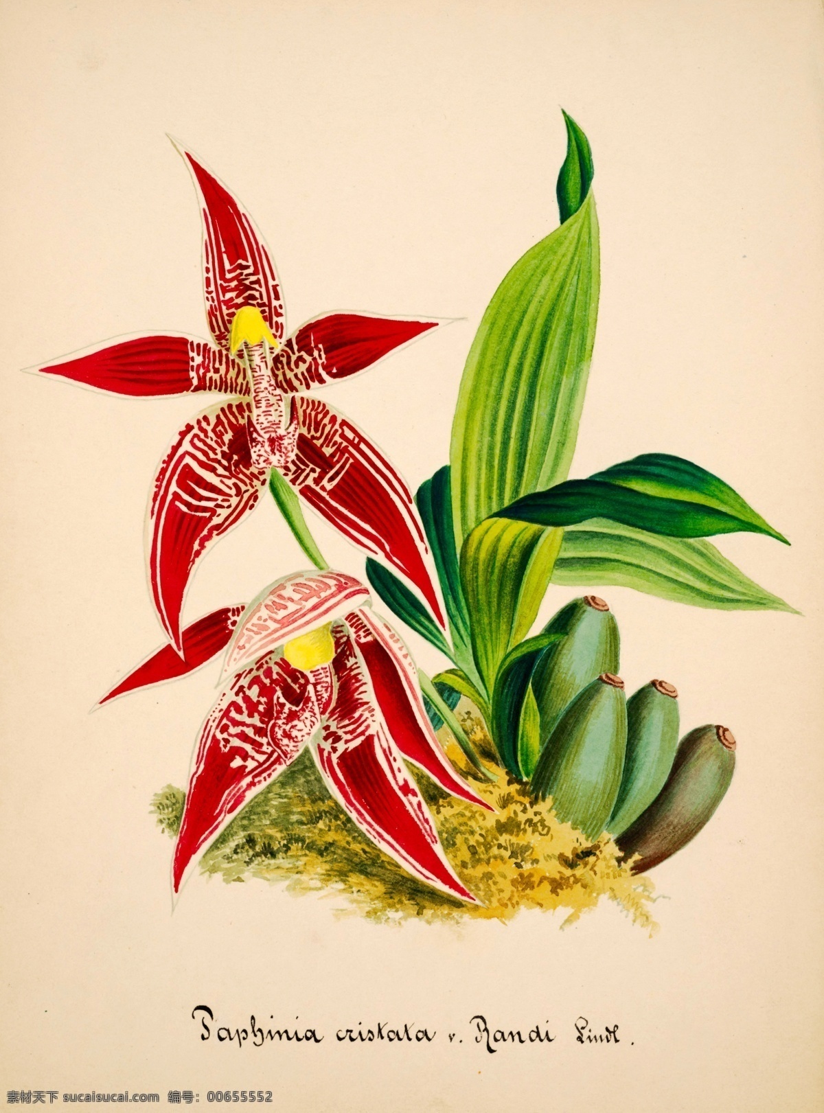 手绘兰花 植物 手绘画 水彩画 手绘花朵 兰花插画 自然 手绘花 植物果实插画 兰花 插图 彩色兰花图 唯美鲜花 漂亮 鲜花 装饰画 欧式 花卉 传统艺术 艺术 花朵 花鸟画 手绘花鸟画 风景画 插画 生物世界 花草