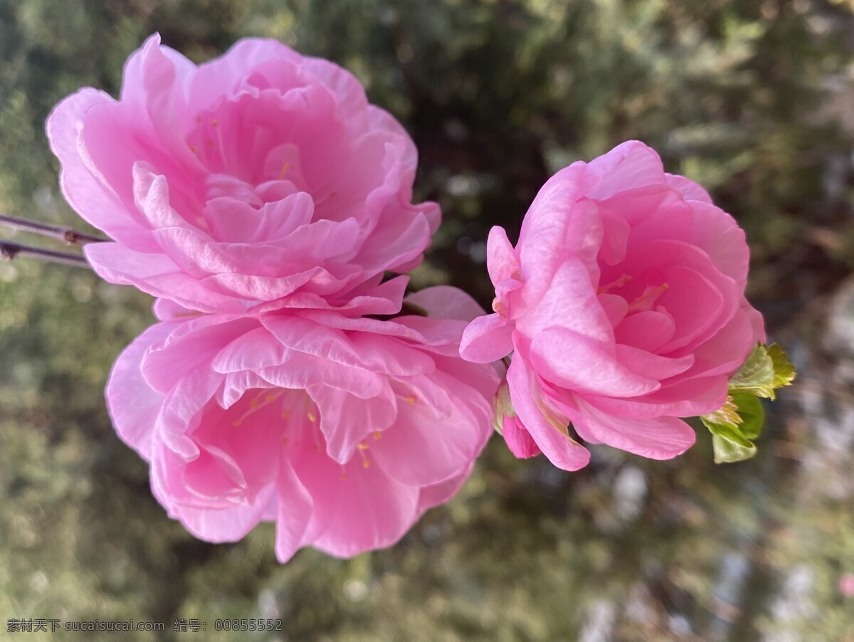 花卉 花朵 桃花运 粉色 粉红 浪漫 唯美 生物世界 花草