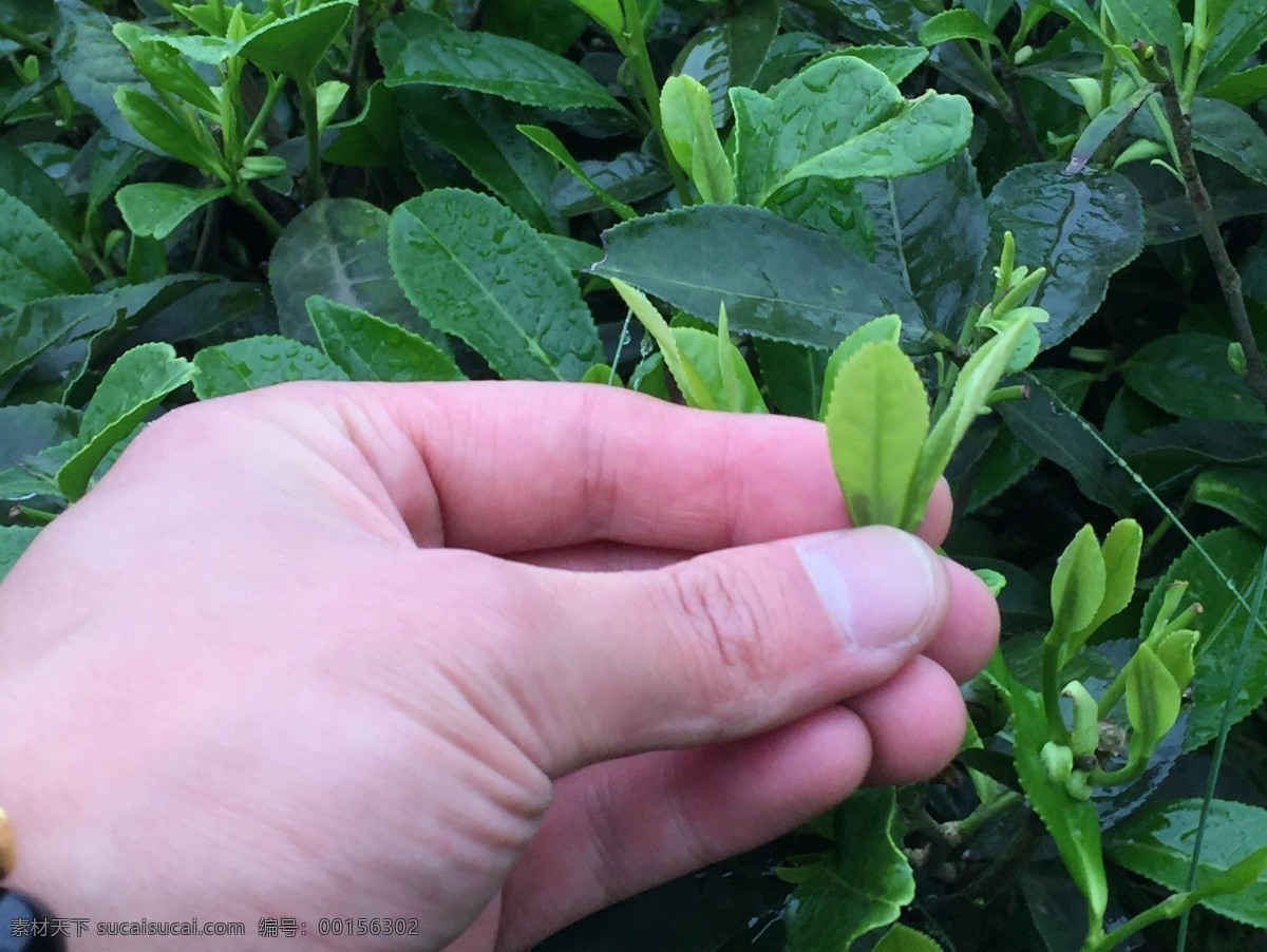 昵茶印象 蒙顶山 生活 茶 昵 印象 app 自然景观 田园风光