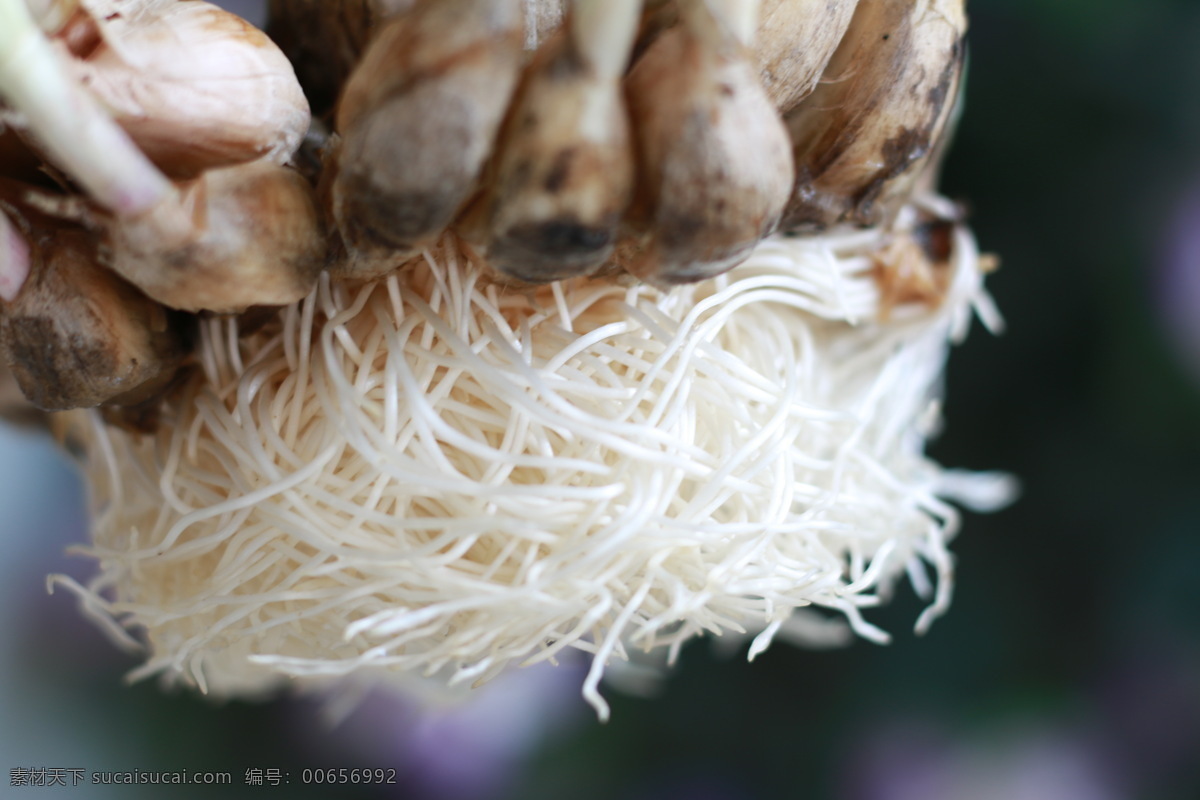 植物根系 根系 根 植物根 蒜苗根 长势 生物世界 蔬菜
