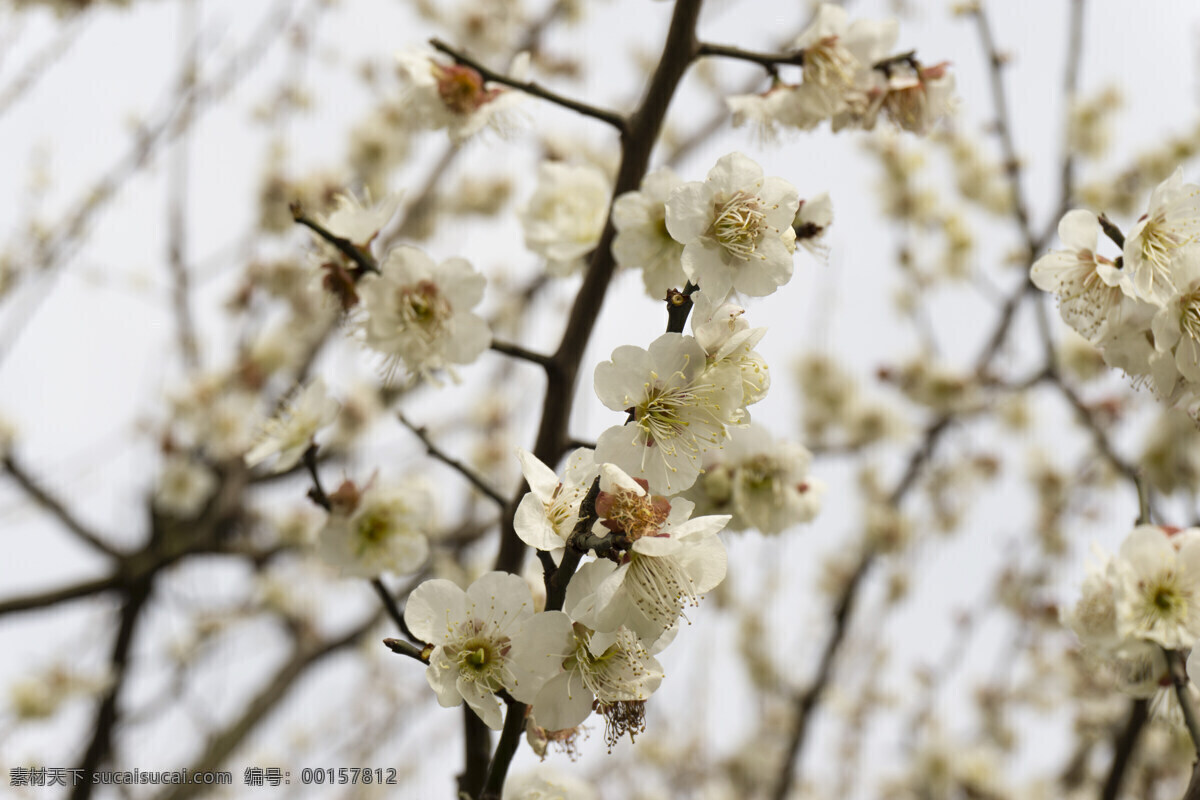 阳光 下 公园 白色 梅花 植物 白色花 盛开的梅花 特写 千库原创