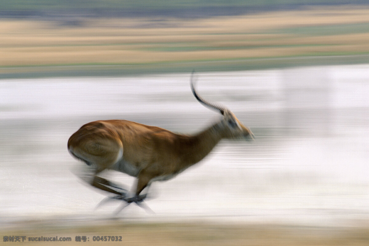 飞奔 鹿 非洲野生动物 动物世界 动物 jpg图片 非洲 野生动物 生物世界 摄影图片 脯乳动物 长角鹿 飞奔的鹿 羚羊 陆地动物