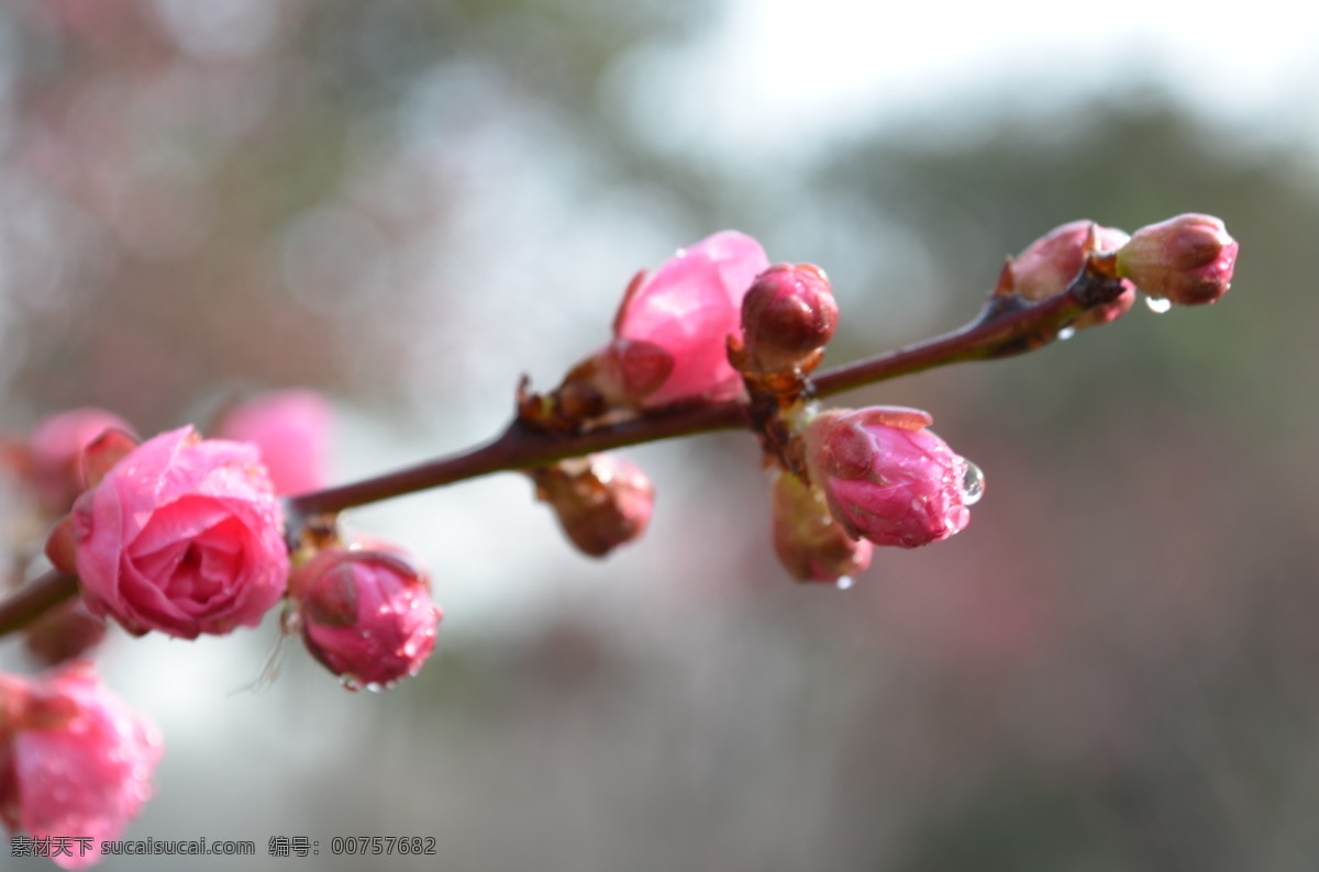 红梅花 烀坊计夭南略 灰色