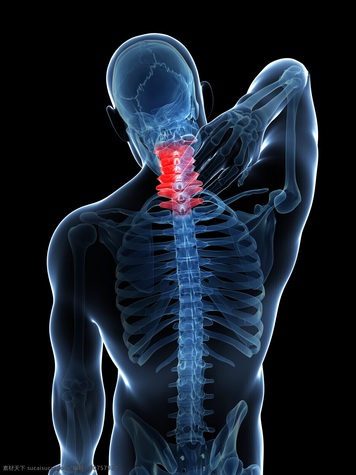 脊椎 疼痛 脊椎疼痛 颈椎病 腰椎 头痛 人体器官 男性器官 骨架 骨骼 其他人物 人物图片