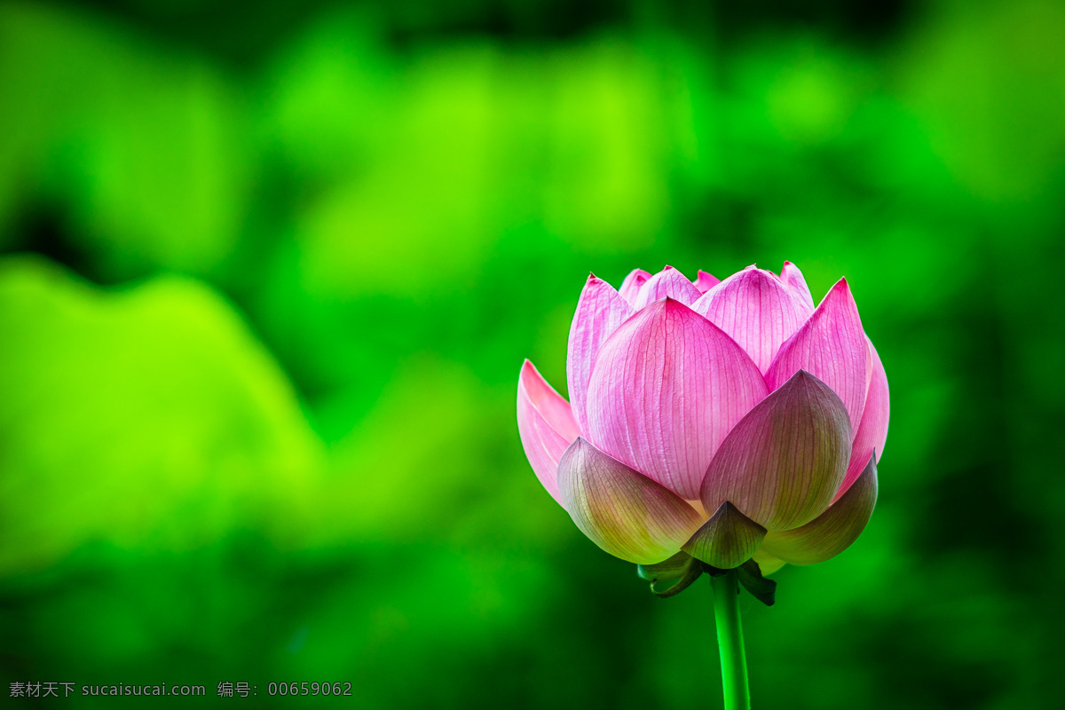 荷花 淤泥 特写 高清 生物世界 花草