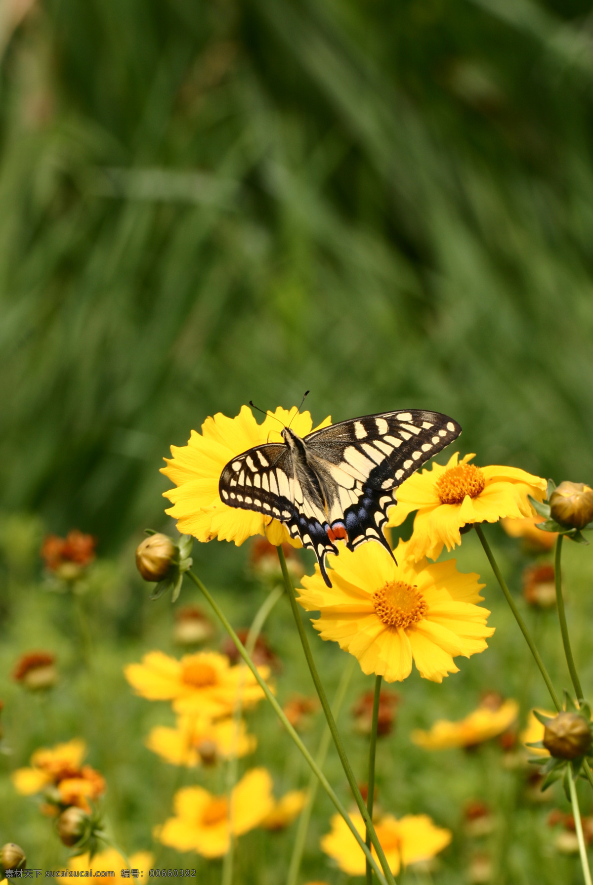 金凤蝶 菊花 采蜜 蝴蝶 花蕾 昆虫 生物世界 黄色