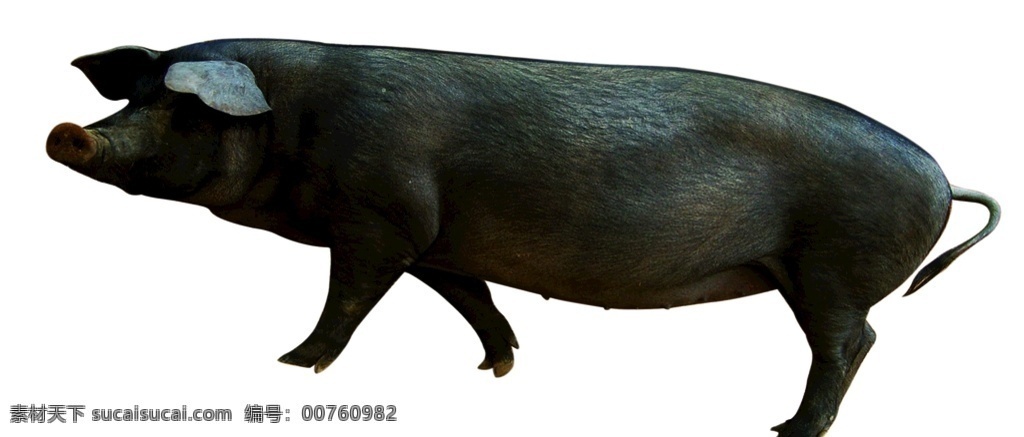 黑猪图片 散养猪 农家特产 营养 土特产 猪 放养猪