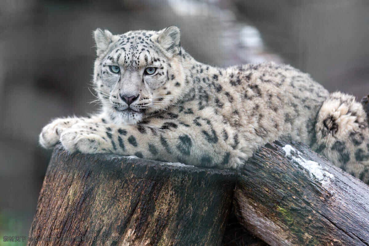 唯美 可爱 动物 野生 豹子 花豹 猛兽 生物世界 野生动物