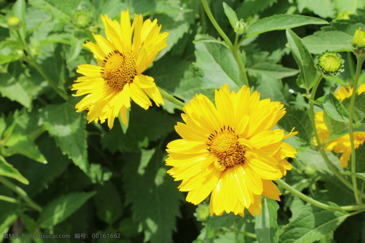 大花金鸡菊 剑叶波斯菊 狭叶金鸡菊 剑叶金鸡菊 大花波斯菊 花卉 花儿 花骨朵 花草 植物 园林绿化 绿化景观 菊菊花 生物世界