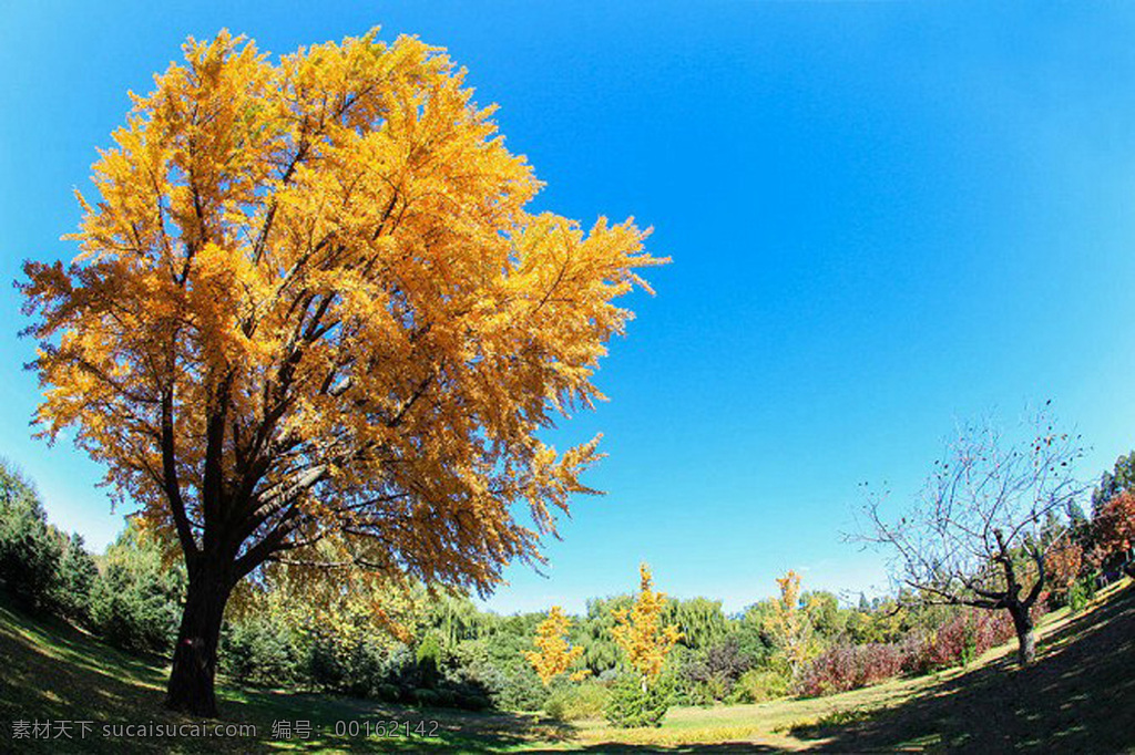 大自然 清新 全景 图 大树 黄色 空旷 蓝天 天空 叶子 风景 生活 旅游餐饮