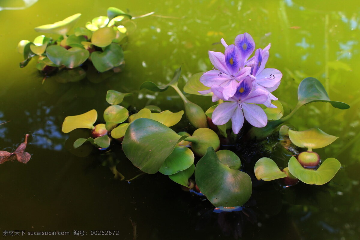 紫色 水葫芦 花 高清 开花 池塘 水面 紫色花朵 叶子