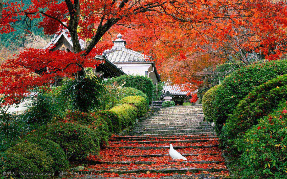 深山幽寺 美丽的红叶 精美的建筑 台阶 寂静的白鸽 高清壁纸 自然景观 建筑园林