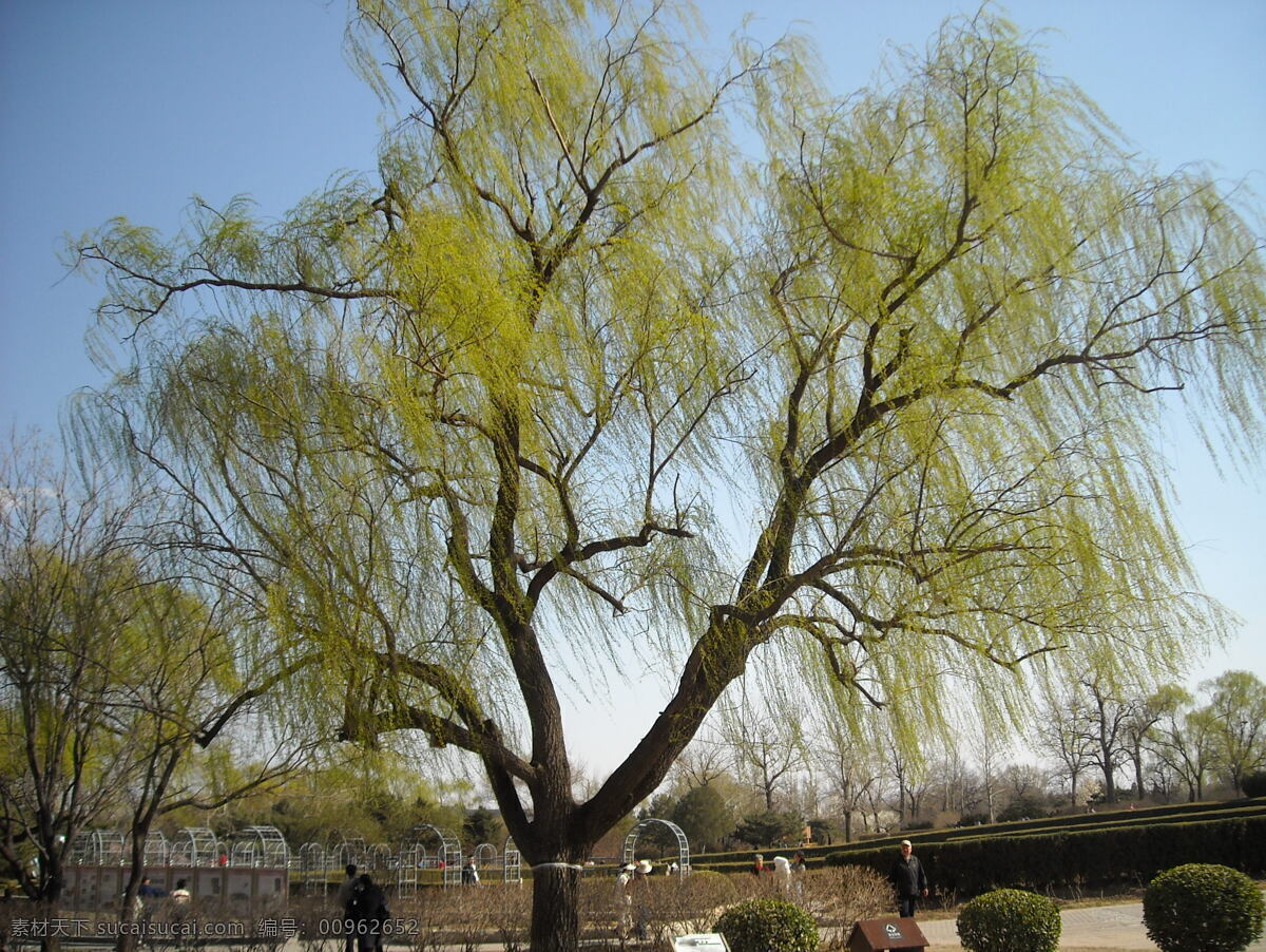 初春之柳 垂柳 大自然 风光 风光摄影 风光照片 风景 风景摄影 风景照片 摄影图 自然 自然风景 自然风光 风景照片素材 自然风光摄影 春之柳 生活 旅游餐饮