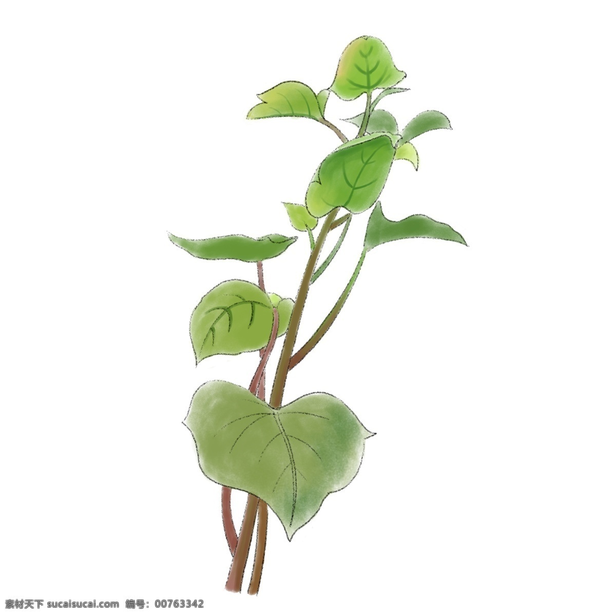 春天 绿色植物 绿叶 地瓜 植物 红薯 绿色 叶子 绿化 花卉 绿植 净化空气 室内装饰