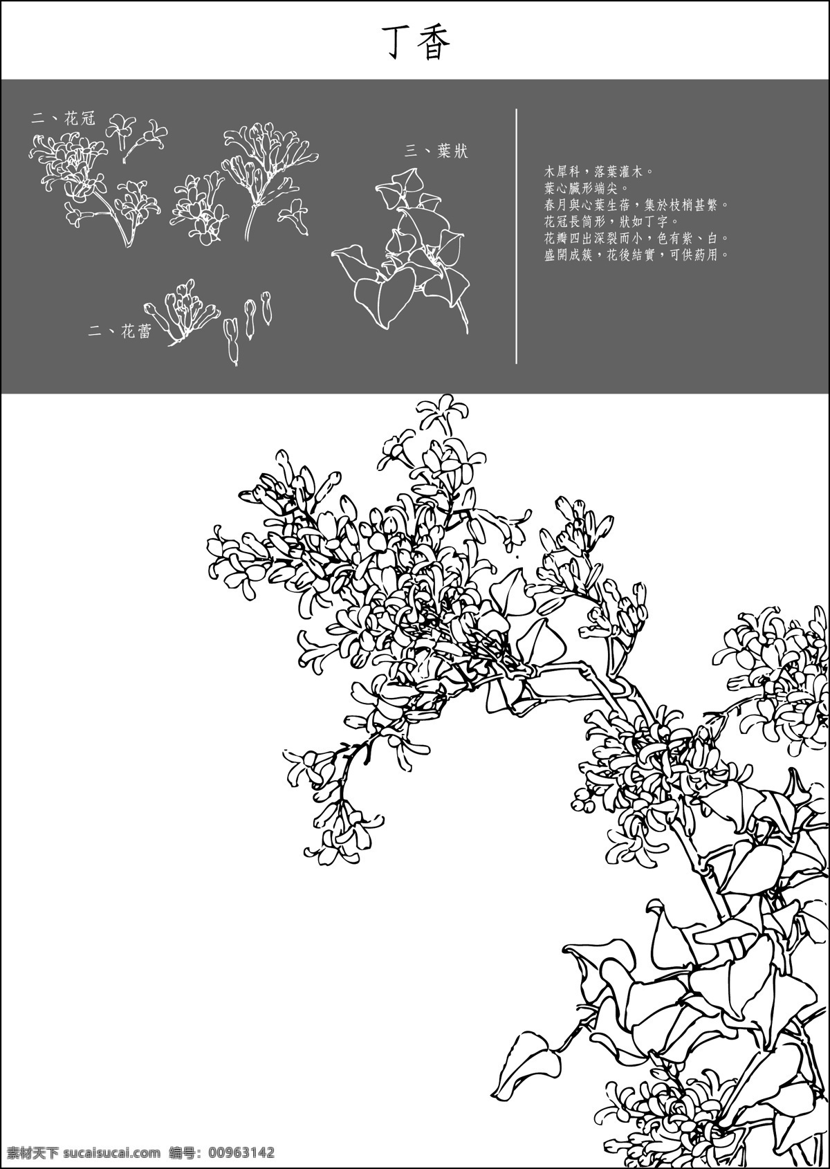 矢量 白描 丁香 底纹 花纹 矢量图 花纹花边