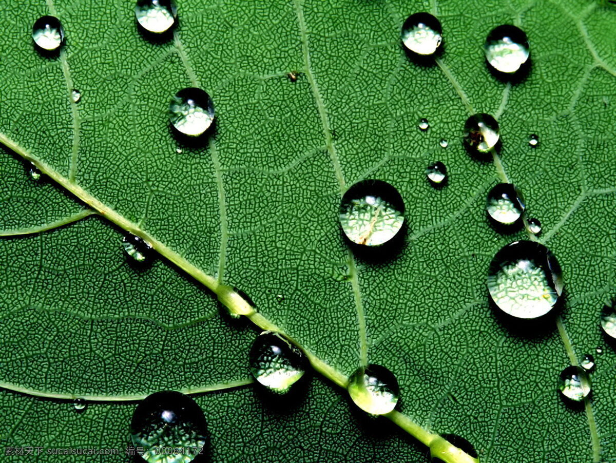 水滴 绿叶 300 旅游摄影 摄影图库 水滴绿叶