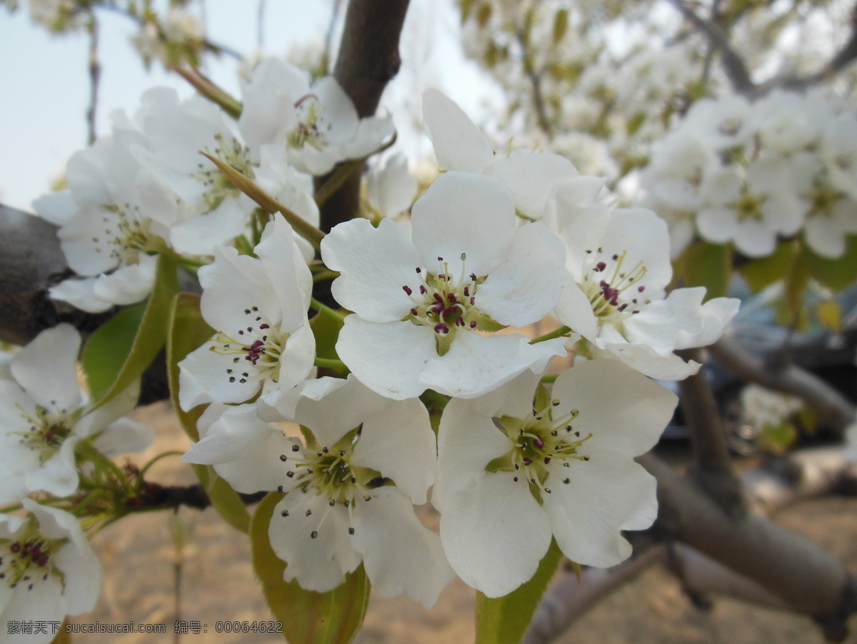 梨花 白色花 春天 高清图 花瓣 花草 花蕊 蓝天 梨树 生物世界 psd源文件