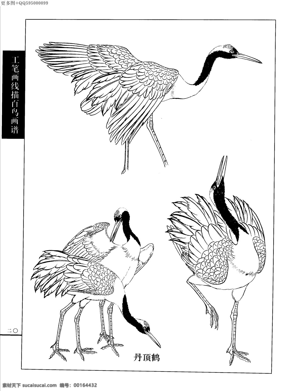 工笔画 线描 山水 画谱 水禽 白描 黑白稿 手绘 线描鸟 绘画 鸟 鹤 白描鸟 手绘鸟 家禽 鸭 鹅 鸳鸯 丹顶鹤 百鸟 水禽篇 绘画书法 文化艺术