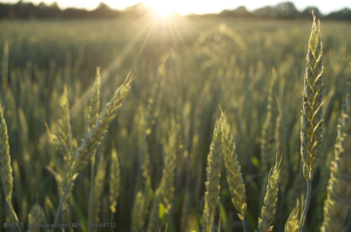 麦田阳光 小麦 麦穗 小麦特写 麦地 田园 小麦素材 粮食 麦田 麦子 北方粮食 面食 摄影图片 现代科技 农业生产