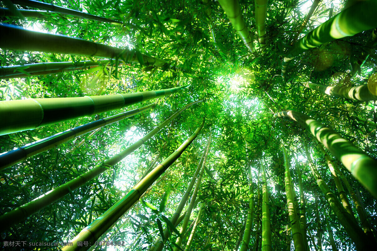 竹子 竹节 绿叶 绿色 竹林 树叶 叶子 竹叶 清水 诗意 生物世界 树木树叶