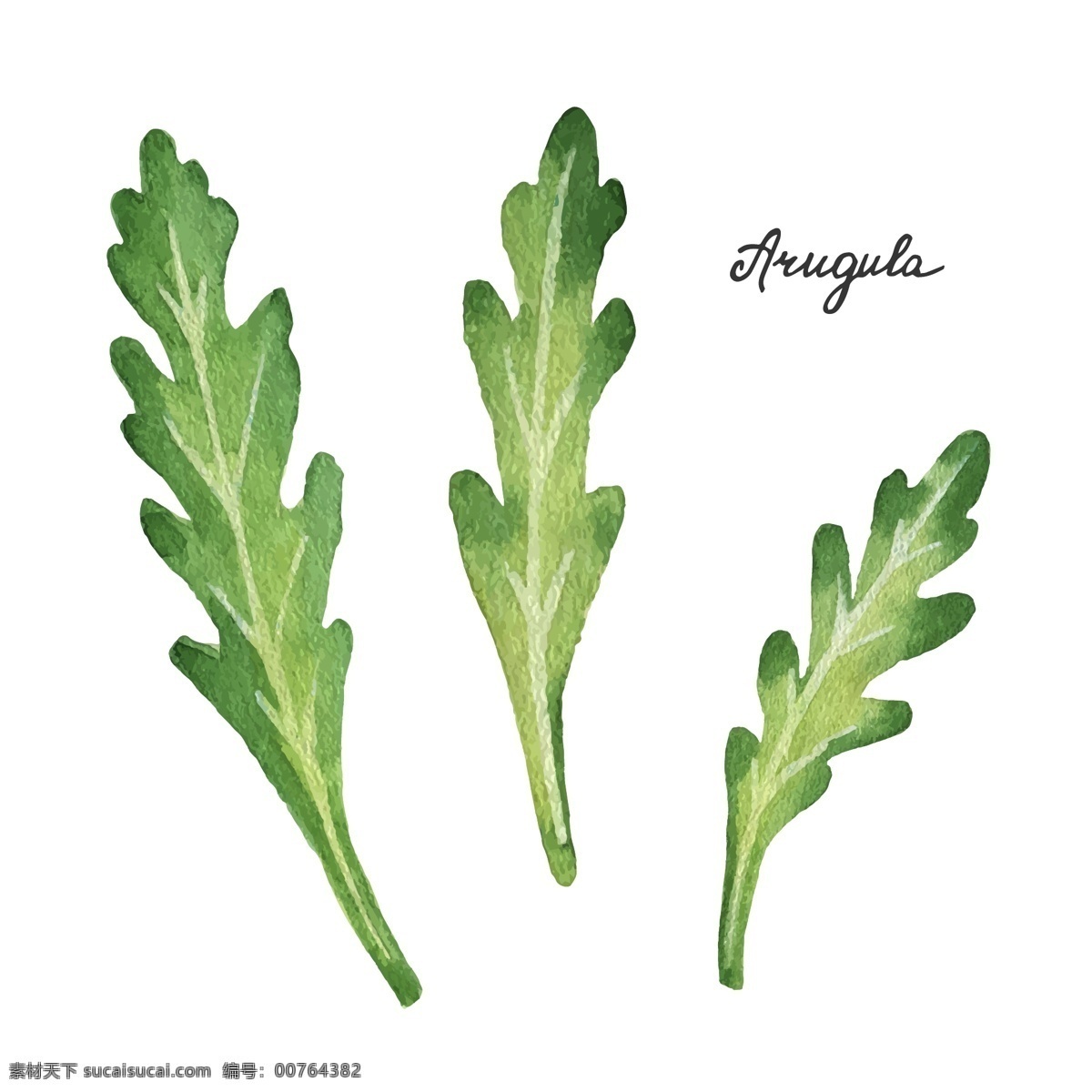 绿色 手绘 清新 叶子 插画 植物 蔬菜 水彩绘