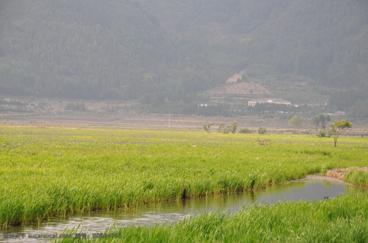 腾冲北海湿地 北海 腾冲 湿地 北海湿地 鸢尾花 花 自然风景 自然景观 田园风光 灰色