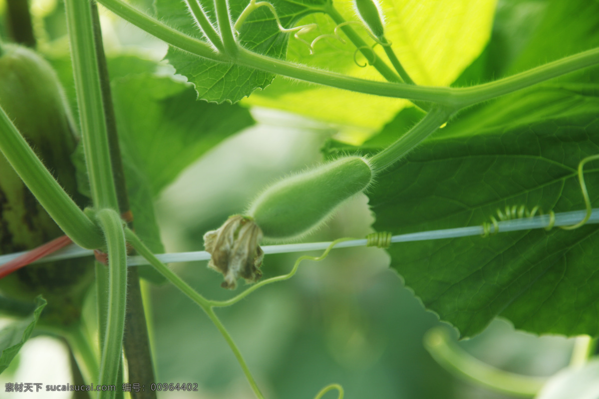 瓠瓜 蔬菜 大棚 青菜 大棚幼苗 幼苗 西葫芦 蔬菜幼苗 绿色蔬菜 生物世界