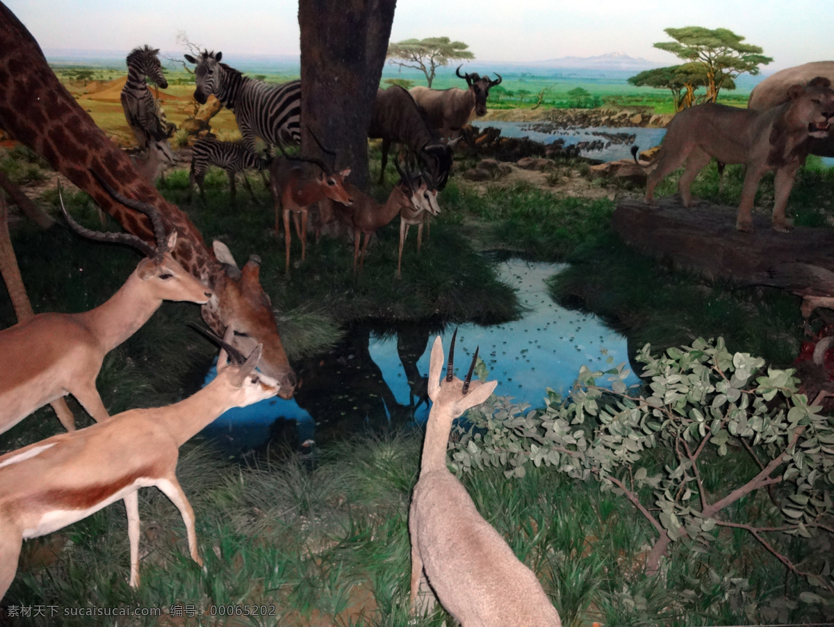 斑马 长颈鹿 湖边 羚羊 生物世界 狮子 野生动物 草原动物模型 动物模型 饮水 展览 自然 自然博物馆 装饰素材 展示设计