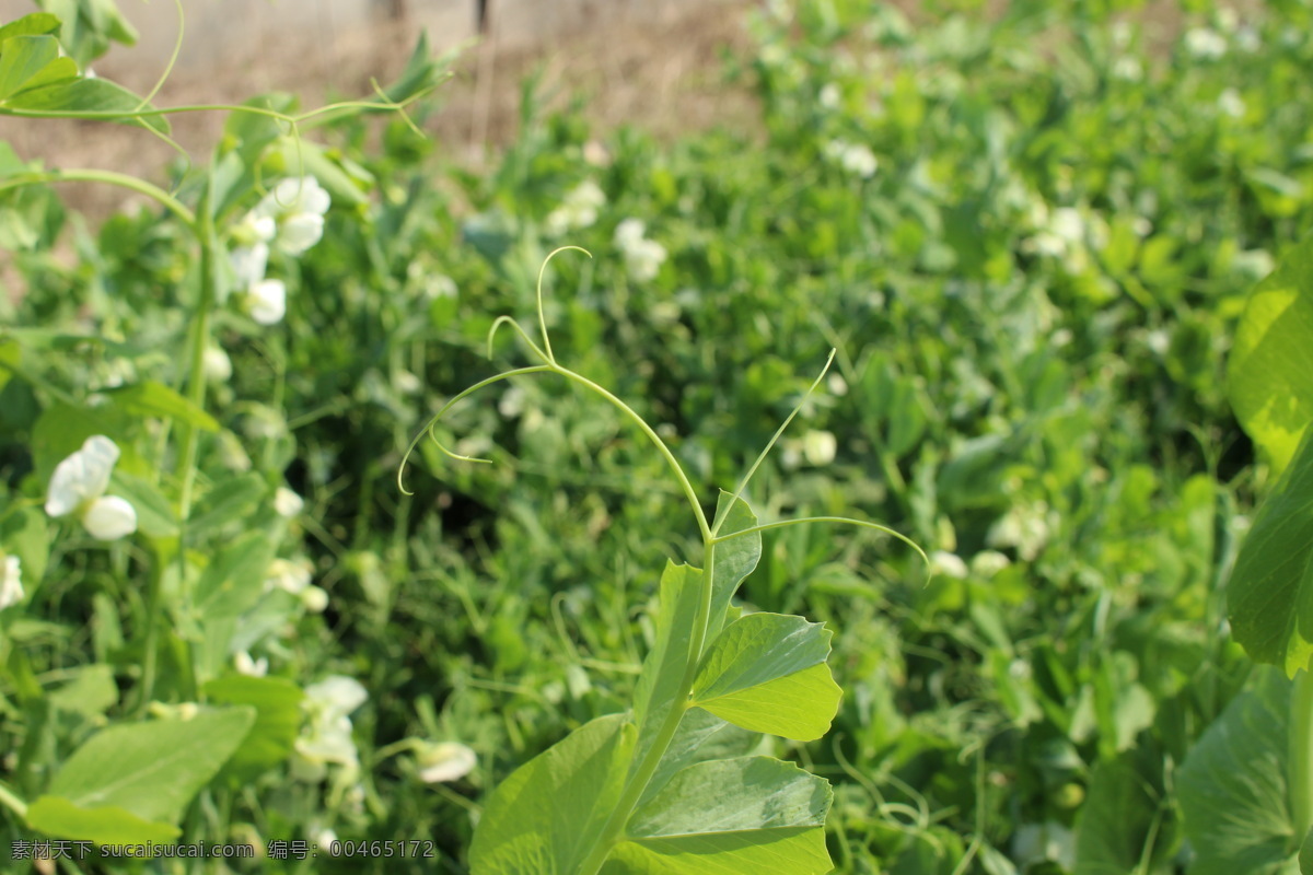 菜花 白花 植物 绿色植物 植物生长 藤植物 蔬菜 豌豆 生物世界 花草