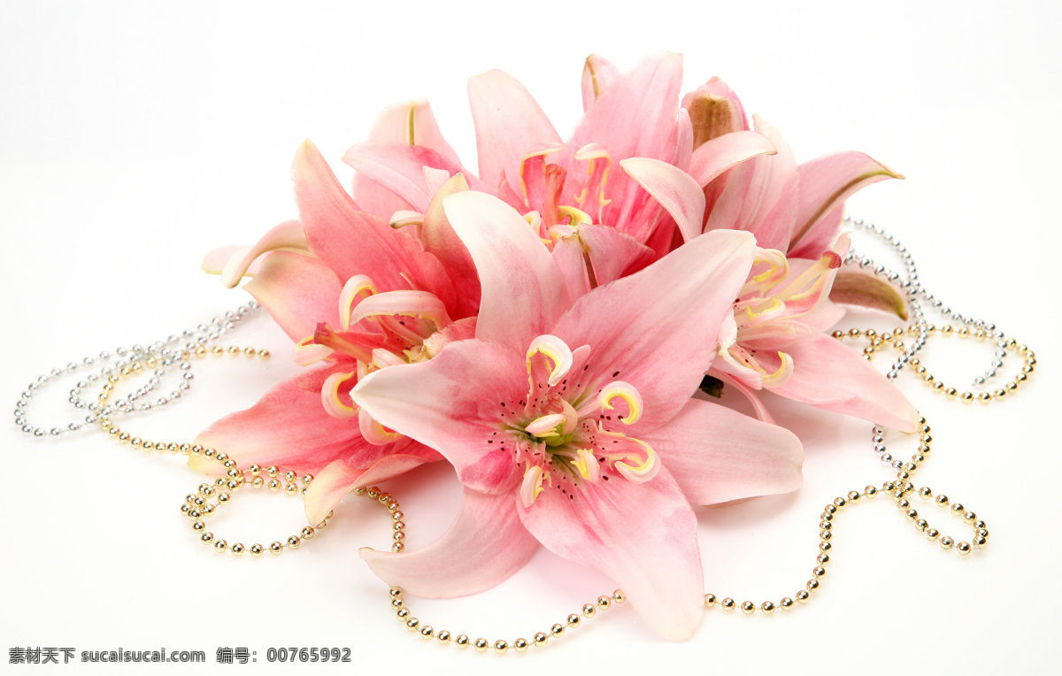 百合花与项练 装饰品 百合 百合花 鲜花 项练 练子 生活用品 生活百科 白色