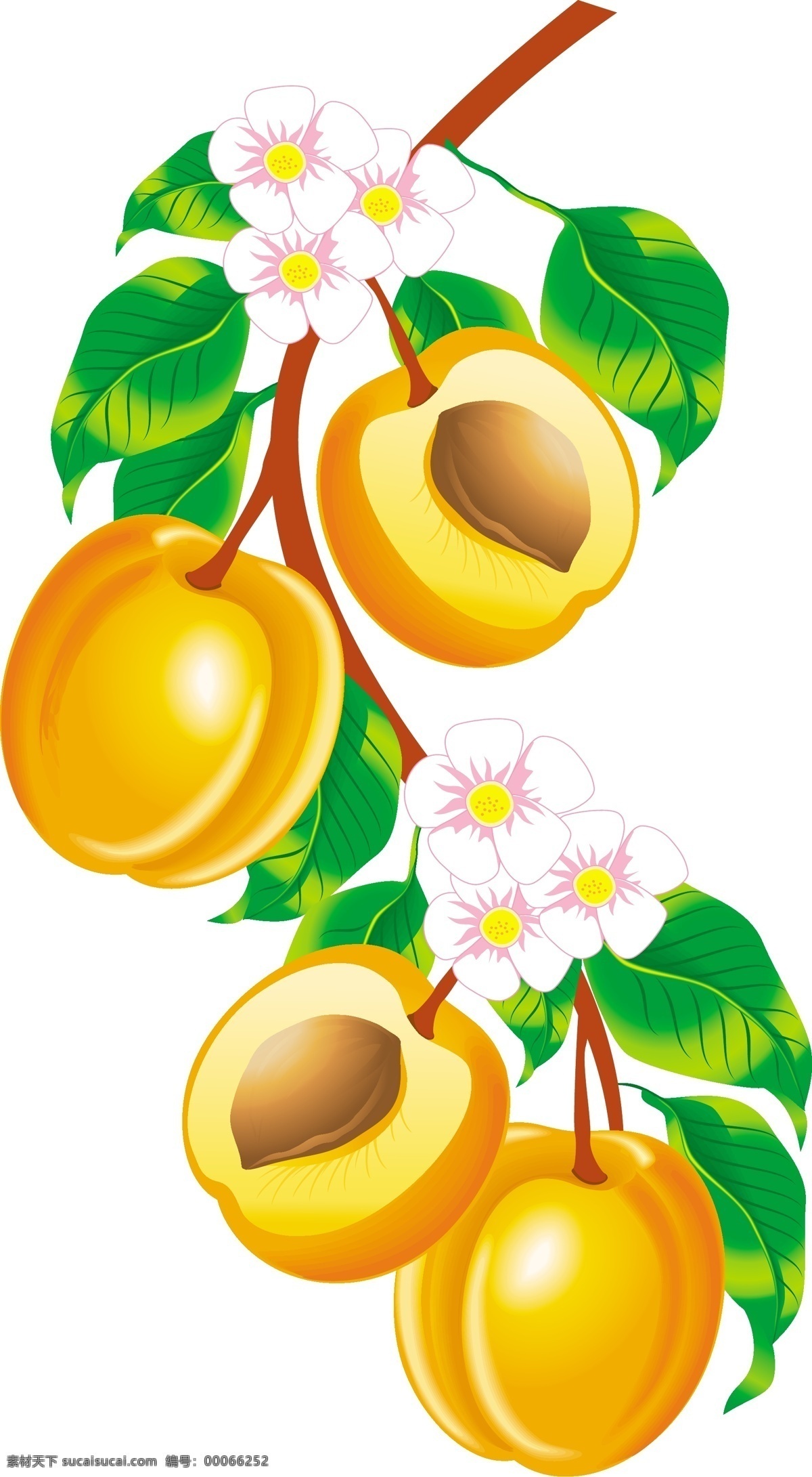 杏子免费下载 绿色食品 水果 杏子 矢量图 其他矢量图