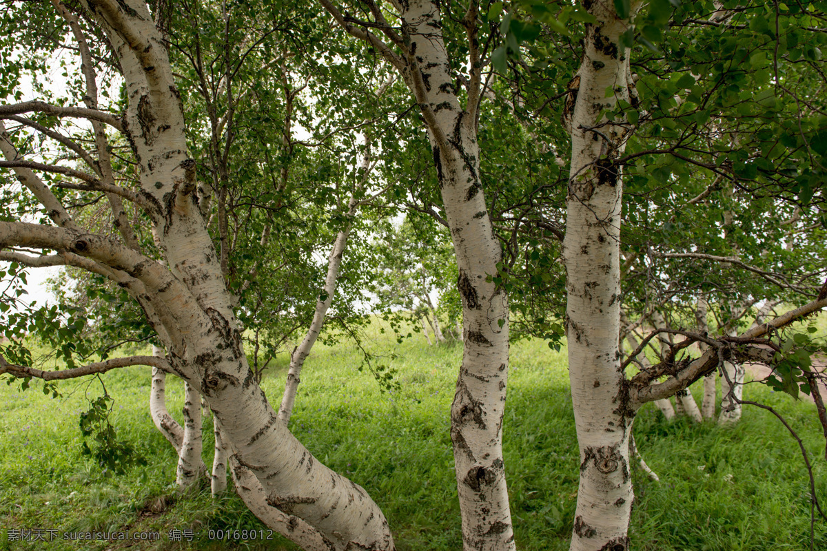 白桦树 树 树叶 植物摄影 植物 内蒙古风景 生物世界 树木树叶