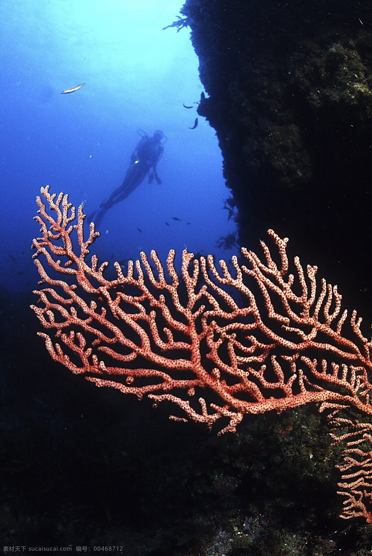 海洋生物 海底世界 海底游泳 海洋 礁石 潜水 摄影图库 生物世界 游泳 洋生物 珊蝴 鱼类 鱼