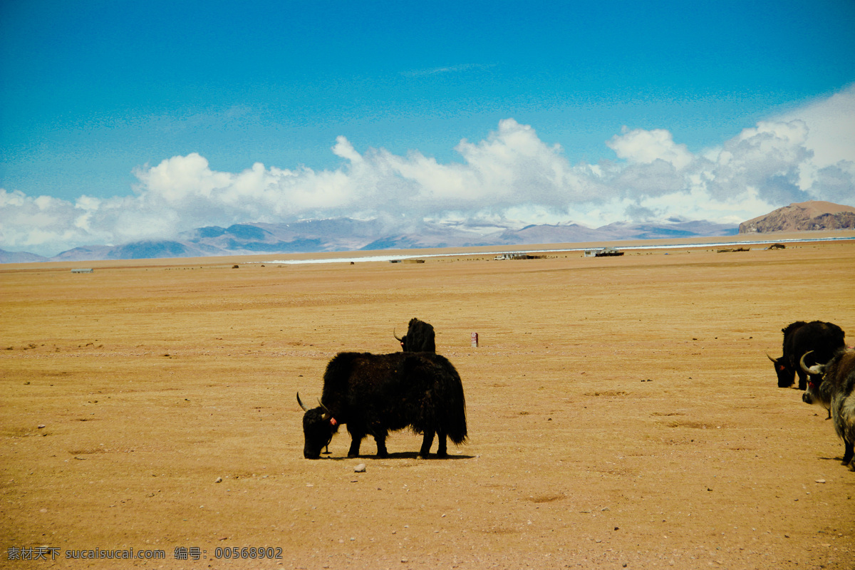 西藏 牦牛 蓝天 白云 黄土地 西藏风景 自然景观 自然风景