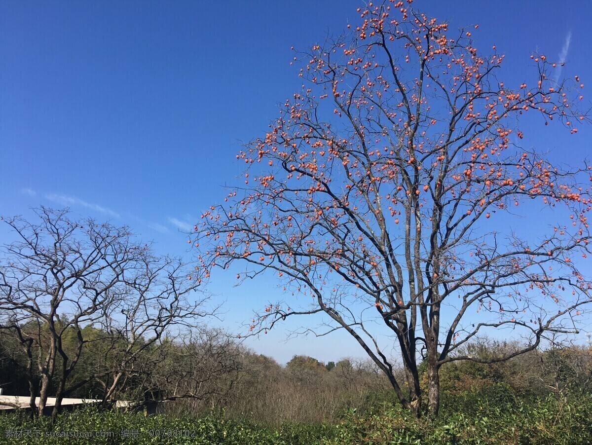 秋天 红柿 秋天柿子树 红柿子 自然景观 田园风光