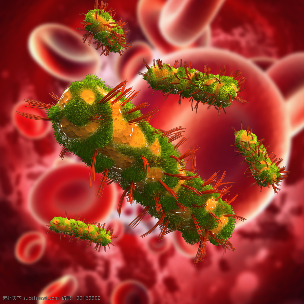 生长 血管 里 细菌 红细胞 血小板 超级病菌 细胞 身体细胞 生物 医疗护理 现代科技